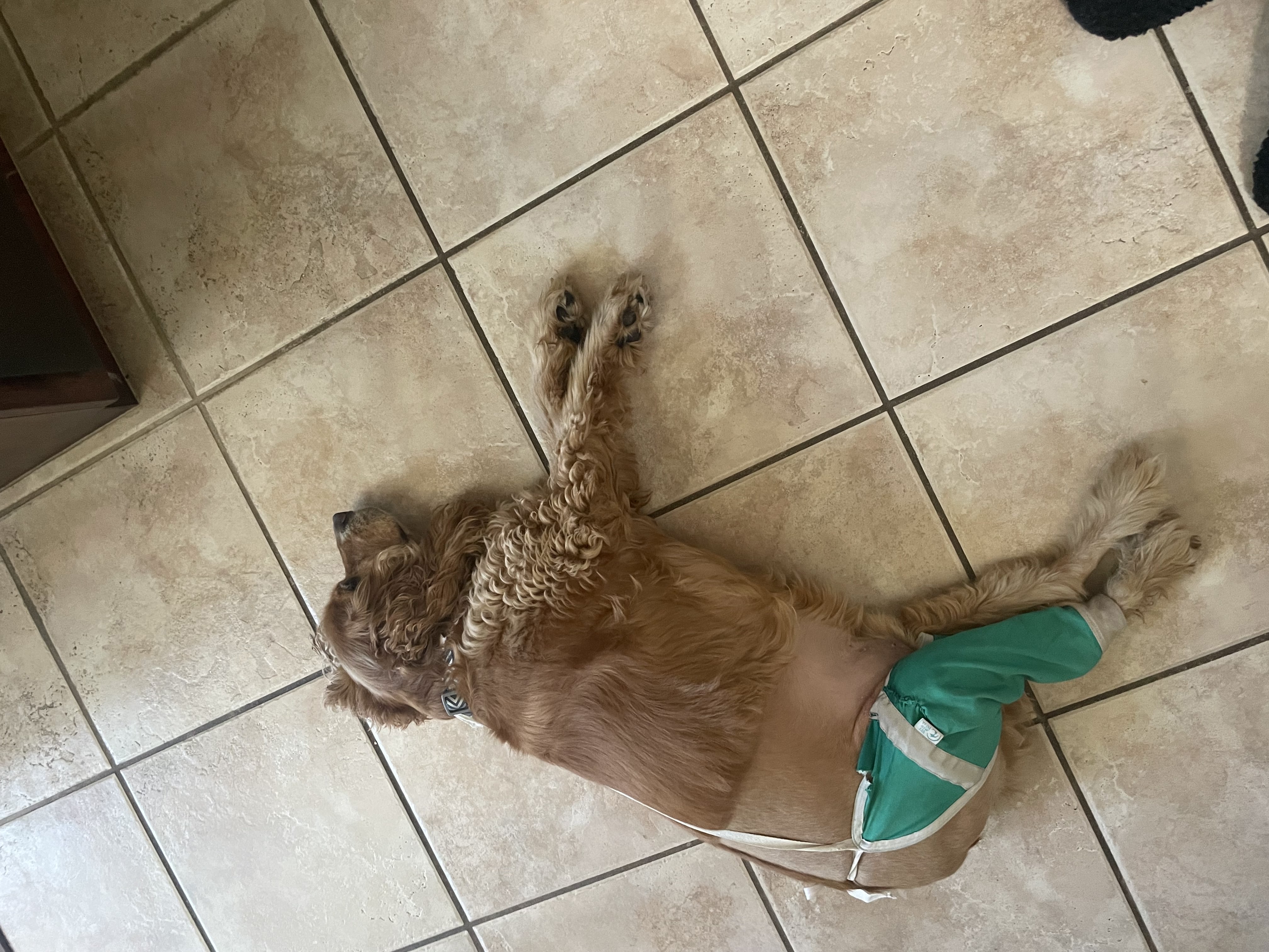 My dog, napping on the cold floor. The leg wrapping is to make sure he doesn't lick his tendons, as he just had surgery there.